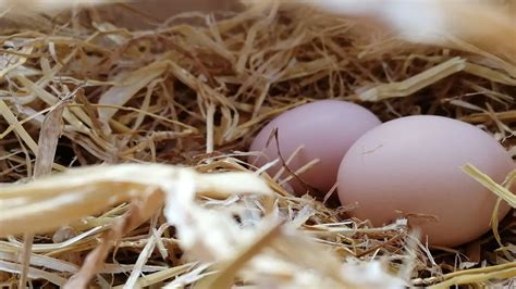berapakah suhu penetasan telur ayam  tepat ppg