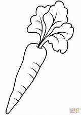 Coloring Carrot Carrots Cenoura Pages Para Desenho Printable Colorear Zanahoria Colouring Color Drawing Kids Template Carotte Coloriage Colorir Sketch Sheets sketch template