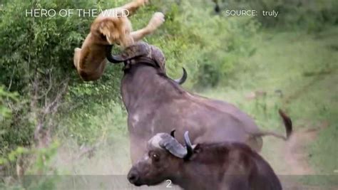 جنگ و نبرد شیر با حیوانات وحشی جنگل حیات وحش