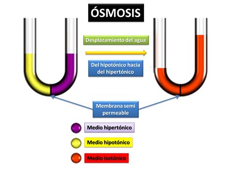 fisiologia basica osmosis
