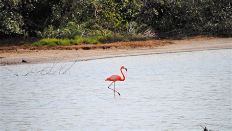 flamingos spotten op curacao curacao tips eloditnl blog van een reislustig journalist en