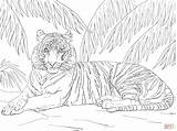 Tiger Coloring Pages Sumatran Printable Adult Print Laying Down Adults Drawing Animal Colouring Tigers Supercoloring Color Jungle Cat Animals Step sketch template
