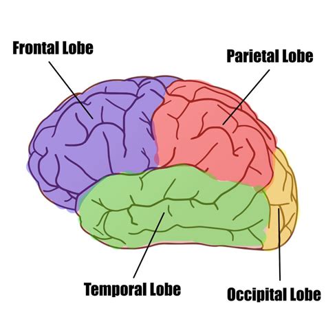 critical parts   brain     tiaay