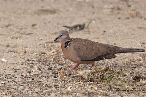 spotted dove image id