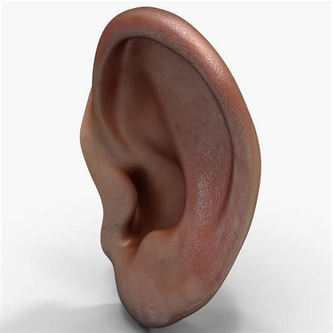 human ear ds