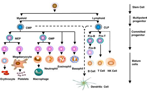 cellular basis  immune response periobasicscom basic sciences