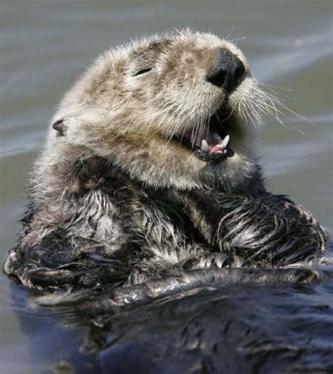 Skinned Sea Otter Found On Central California Beach Sfgate