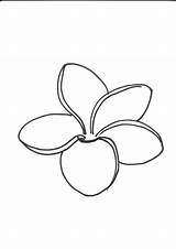 Plumeria Frangipani Drawing Coloring Flower Outline Tattoo Line Drawings Pages Template Hawaiian Flowers Sketch Designlooter Clip Getdrawings Choose Board sketch template