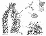 Sponge Coloring Phylum Porifera Pages Color Worksheets Sponges Worksheet Animal Anatomy Colouring Sheets Biologycorner Sheet Biology Spicules Science Cells Cartoon sketch template