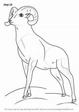 Sheep Bighorn Draw Drawing Step Mountain Tutorials Next Drawingtutorials101 Animals Wild Previous sketch template