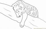 Aubie Sleeping Tigers sketch template