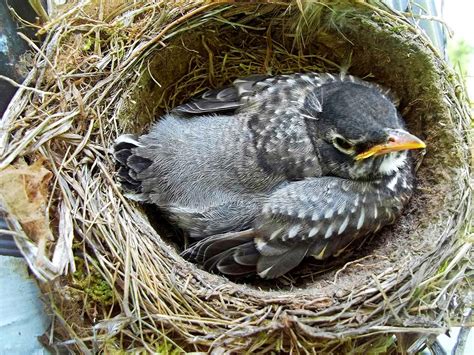 find  bird nest  eggs   baby bird birds