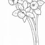 Daffodil Coloring Flower Pages Drawing Kidsplaycolor Daffodils Color Getdrawings Pencil Pretty sketch template