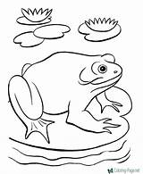 Color Frogs Frog Coloring Pages Print Printable Kids Drawing Animal Popular Getdrawings Library Clipart Printing sketch template