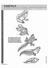 Coloring Tadpoles Printable Pages sketch template