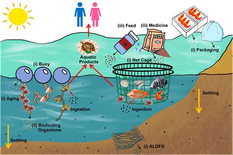 frontiers risk  aquaculture derived microplastics  aquaculture