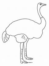 Ostrich Coloring Pages Printable Kids Designlooter Bestcoloringpagesforkids Drawings sketch template