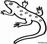 Salamander Animals sketch template
