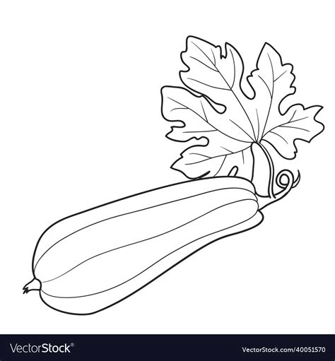 sketch zucchini   large leaf coloring book vector image