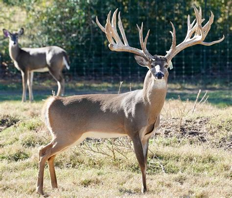 whitetailswant  produce wide  pretty bucks deer breeder