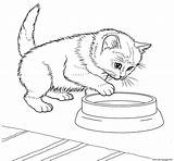 Coloring Kitten Pages Printable Javanese sketch template