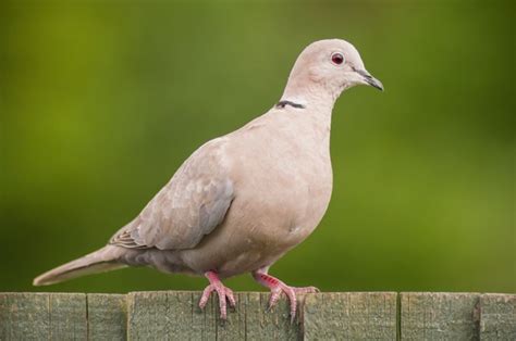 collared dove facts     discover wildlife