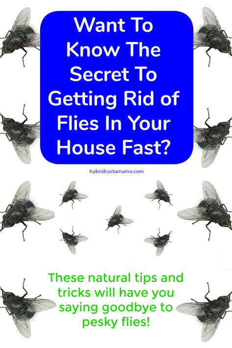 ways   rid  flies naturally hybrid rasta mama