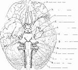 Cranial Nerves Nerve Answer sketch template