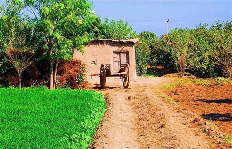 pakistani village life photo of a mud hut and a cart in a