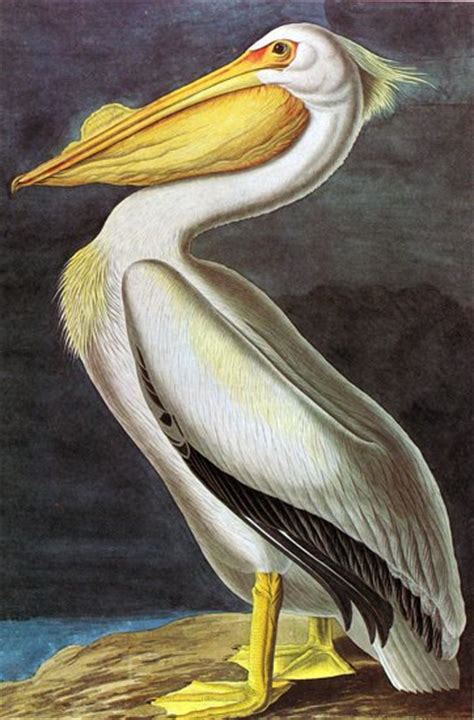 white pelican 1832 bird canvas art print by john james audubon