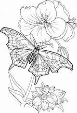 Coloring Adults Butterfly Printable Adult Sheets Plants Flower Blooming Standing Colouring бабочка Books Coloringsky Line Drawing Random Detailed Listia Characteristic sketch template