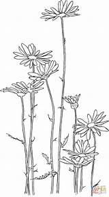 Chrysanthemum Oxeye Supercoloring Margerite Colorare Margarita Designkids Ausmalbild Silhouetten Coloringpages101 sketch template