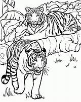 Coloring Pages Safari Animal Popular sketch template