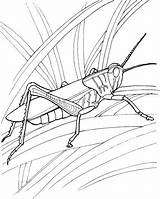 Grasshopper Coloring Pages Garden Locust Drawing Grasshoppers Printable Ant Line Kids Locusts Color Insect Supercoloring Print Clipart Choose Board Leaf sketch template