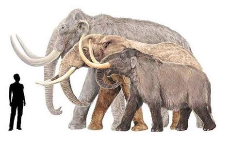 About Mammoths