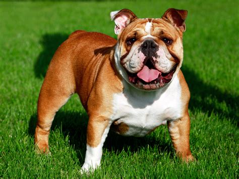 english bulldog sale az image bleumoonproductions
