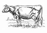 Vaca Colorear Kuh Koe Kleurplaat Malvorlage Disegno Mucca Vache Vacas Toros Educol Stampare Kleurplaten Toro Schoolplaten sketch template