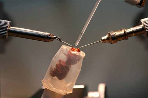 post coital warfare insect semen kills rival sperm new scientist