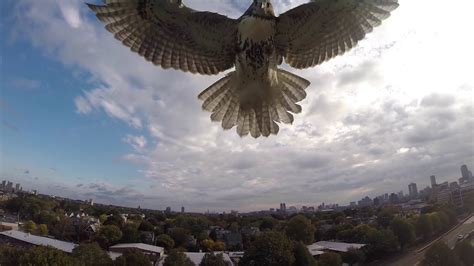 hawk  drone hawk attacks quadcopter youtube