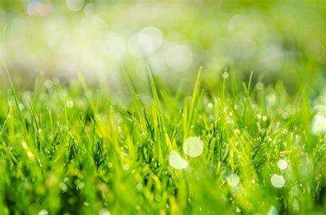 spring grass  sun light  stock photo public domain