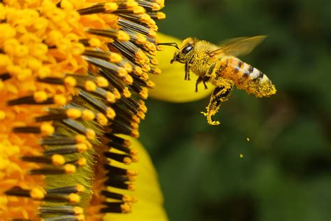 protect pollinators  cope  pollen season fyne fettle