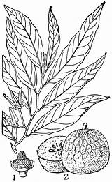 Custard Apple Clipart Etc Drawing Cliparts Original Getdrawings Library Large sketch template