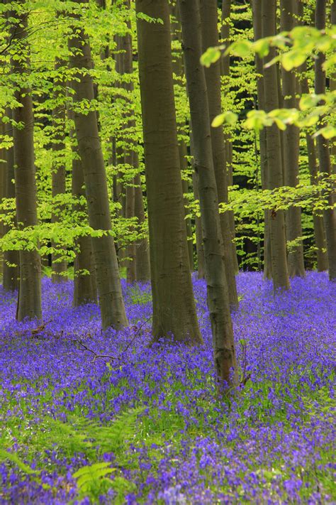 hallerbos blue forest  belgium     breath