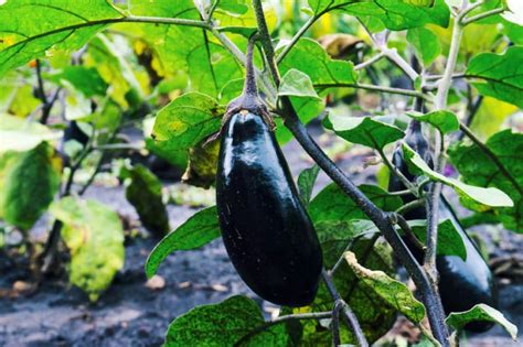 when to pick black beauty eggplant top tips