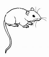 Tikus Szczur Kolorowanki Mewarnai Rato Ratos Roedores Clipartmag Bestcoloringpagesforkids sketch template
