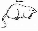 Possum Coloring Kids Opossum Pages Color Size Print Search Colorluna sketch template