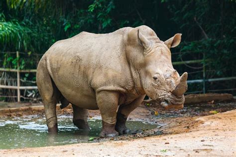 rhino  park stock image image  rainforest jungle