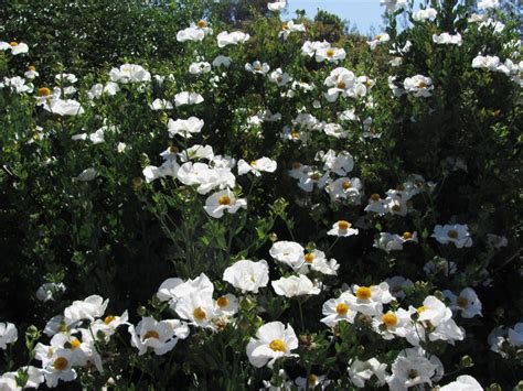romneya coulteri matilija poppy matilija nursery california native
