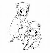 Ferret Coloring Ferrets Pages Kits Footed Supercoloring Printable sketch template