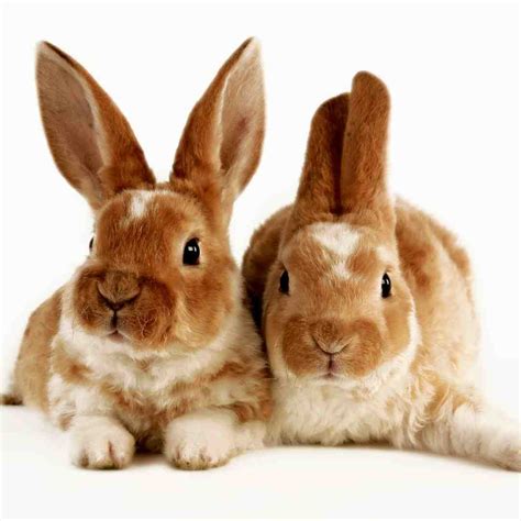 understanding rabbit reproduction  process  factors involved